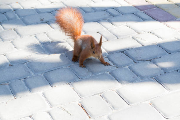 istock Cute red squirrel runs on the ground in a forest. 1076230074