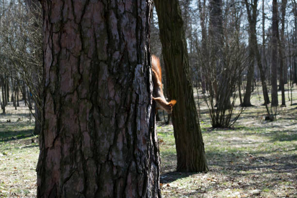 istock Funny red squirrel on trunk of tree. 1076230080