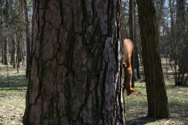 istock Funny red squirrel on trunk of tree. 1076230136