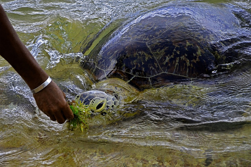 man feeds algae big turtle in the Indian Ocean on the island of Sri Lanka. Black male hand and big turtle in the water in Sea Turtles Conservation Research Project in Bentota.