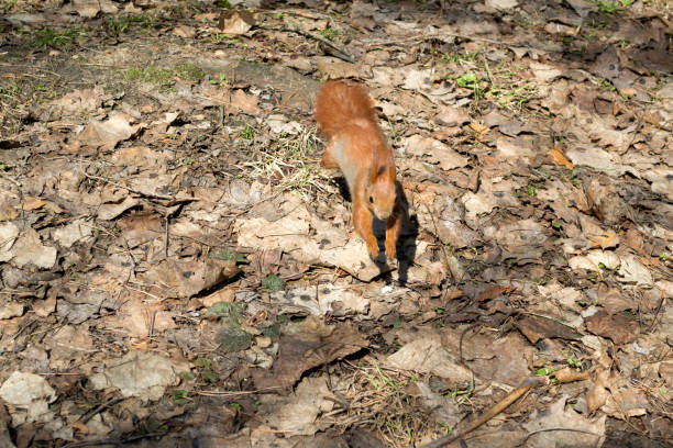 istock Cute red squirrel runs on the ground in a forest. 1076230380