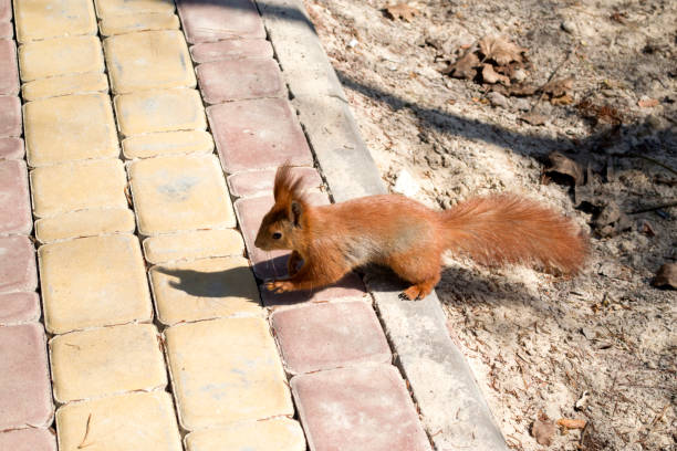 istock Cute red squirrel runs on the ground in a forest. 1076230760