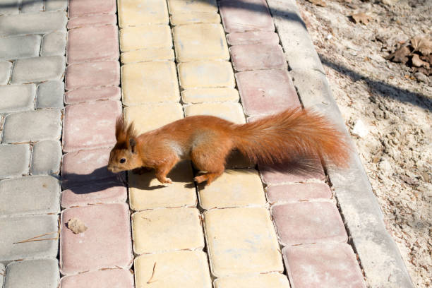 istock Cute red squirrel runs on the ground in a forest. 1076230772