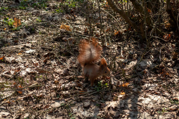 istock Cute red squirrel runs on the ground in a forest. 1076230892