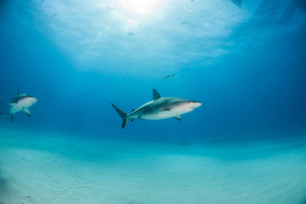istock Caribbean reef shark at the Bahamas 1076231086