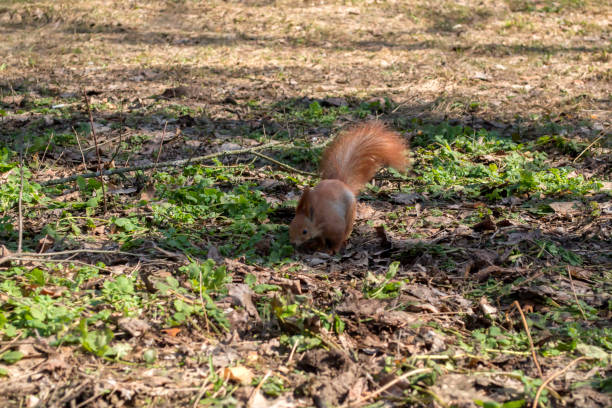 istock Cute red squirrel runs on the ground in a forest. 1076232112