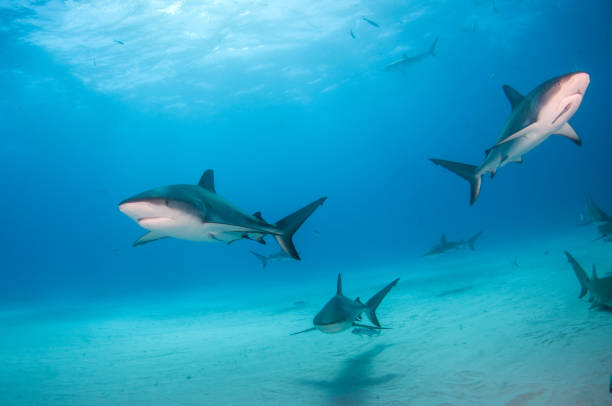 istock Caribbean reef shark at the Bahamas 1076232142