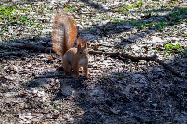 Cute red squirrel runs on the ground in a forest.