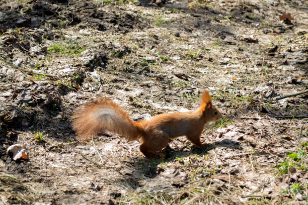 istock Cute red squirrel runs on the ground in a forest. 1076233254