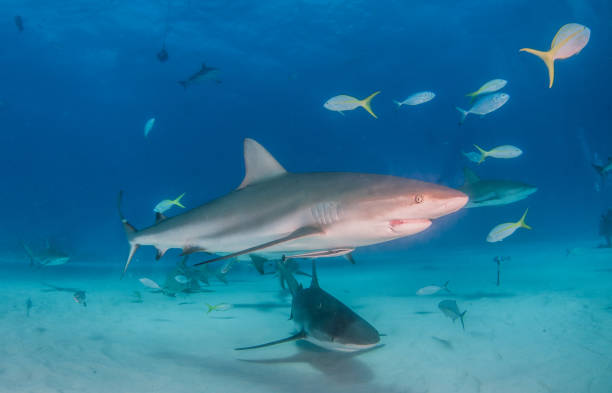 istock Caribbean reef shark at the Bahamas 1076233540