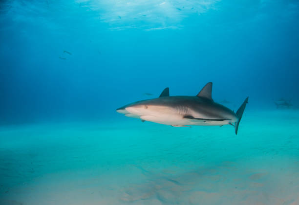 istock Caribbean reef shark at the Bahamas 1076233616