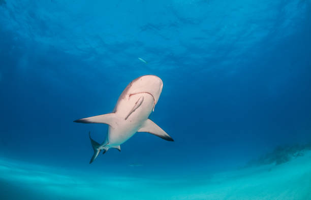 istock Caribbean reef shark at the Bahamas 1076233858