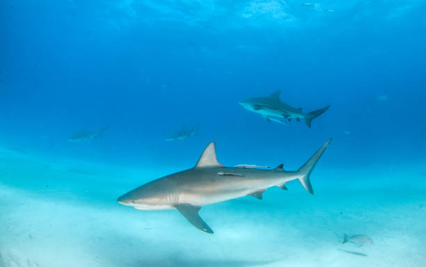 istock Caribbean reef shark at the Bahamas 1076233954