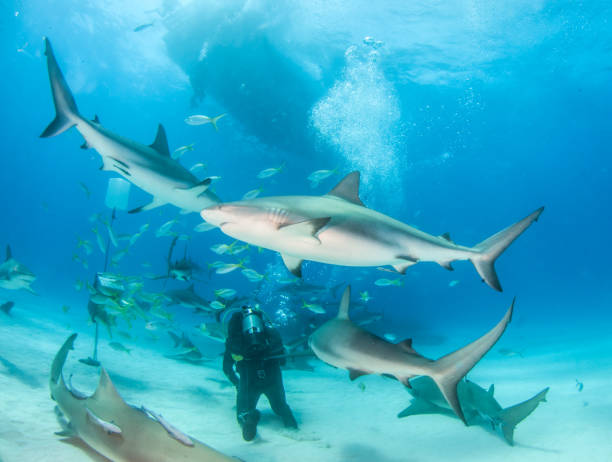 istock Caribbean reef shark at the Bahamas 1076234496
