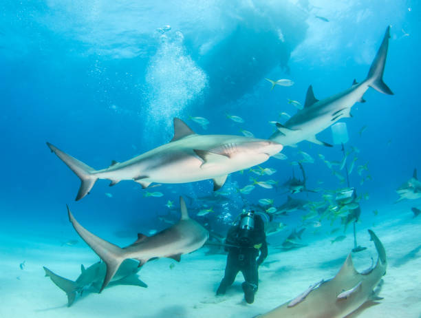 istock Caribbean reef shark at the Bahamas 1076234708