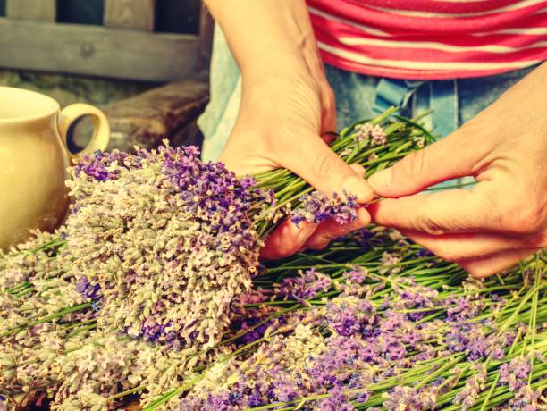 istock Hand made levander bouquet. Young woman prepare bundles. 1076235152