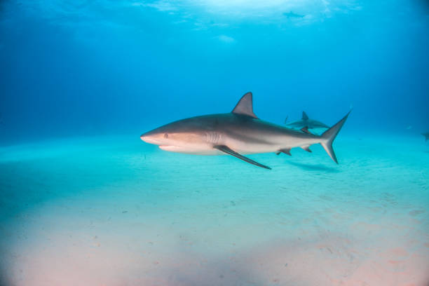 istock Caribbean reef shark at the Bahamas 1076235282