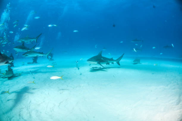 istock Bull shark at the Bahamas 1076235994