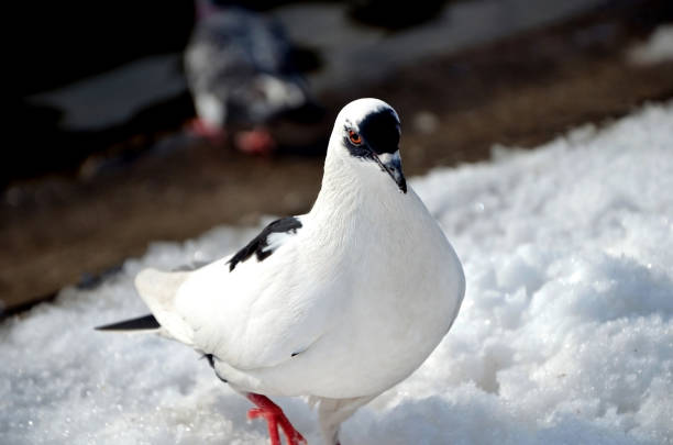 istock Black and white dove walking in the snow. Cooling and snowfall. 1076237744