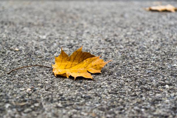 istock Autumn colorful leaves. 1076239622