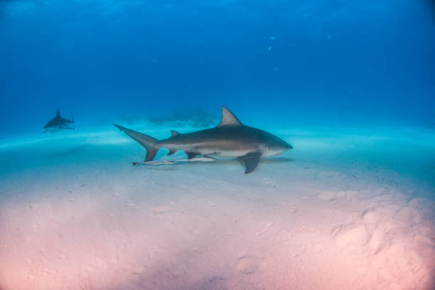 istock Bull shark at the Bahamas 1076241824