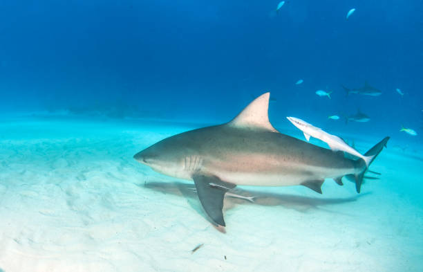 istock Bull shark at the Bahamas 1076241908