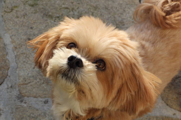 istock Lhasa Apso dog in a garden 1076242242