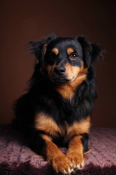 istock Beautiful little dog 1076242358