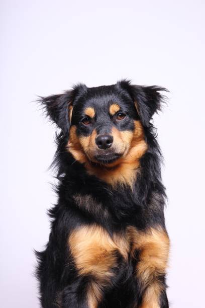 istock Beautiful little dog 1076242422