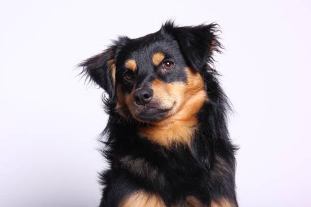 istock Beautiful little dog 1076242474
