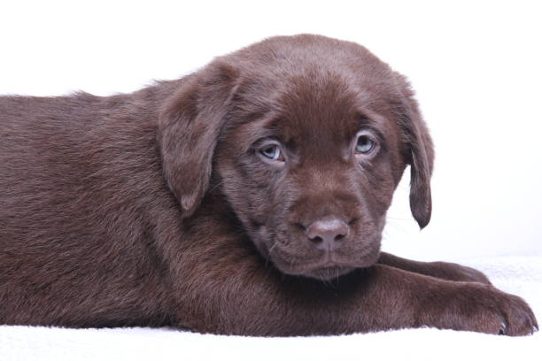 istock Beautiful little dog 1076242498