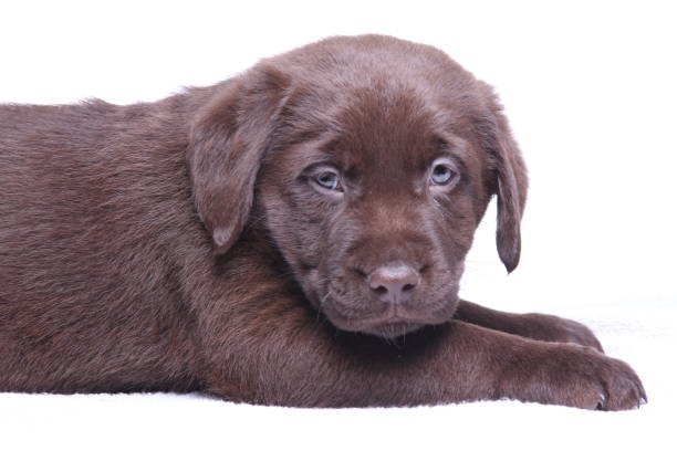 istock Beautiful little dog 1076242504