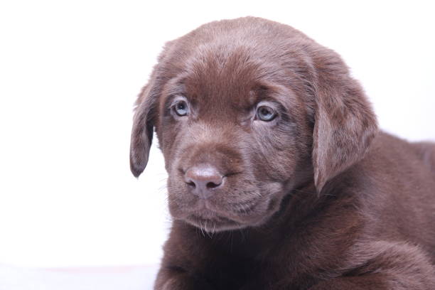 istock Beautiful little dog 1076242606