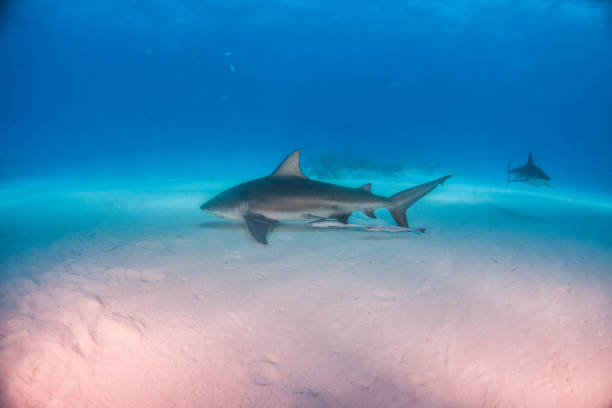 istock Bull shark at the Bahamas 1076242650
