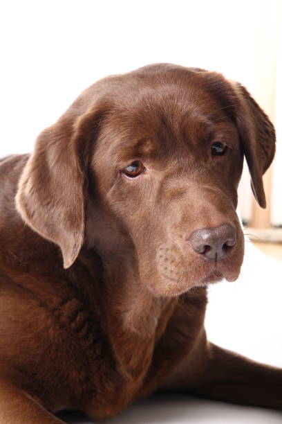 istock Beautiful portrait of a dog 1076242940