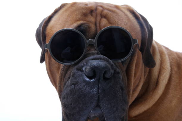 istock Beautiful portrait of a dog 1076243034