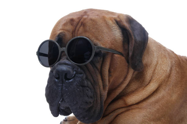 istock Beautiful portrait of a dog 1076243048