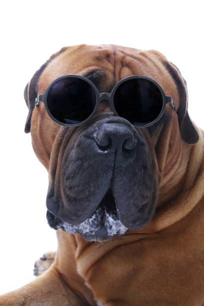 istock Beautiful portrait of a dog 1076243062