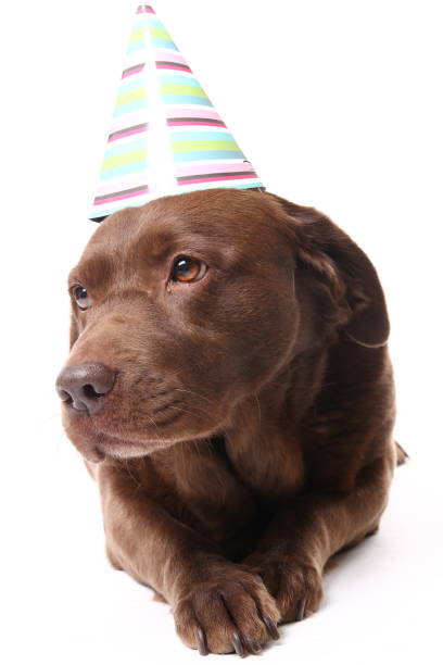 istock Beautiful portrait of a dog 1076243128