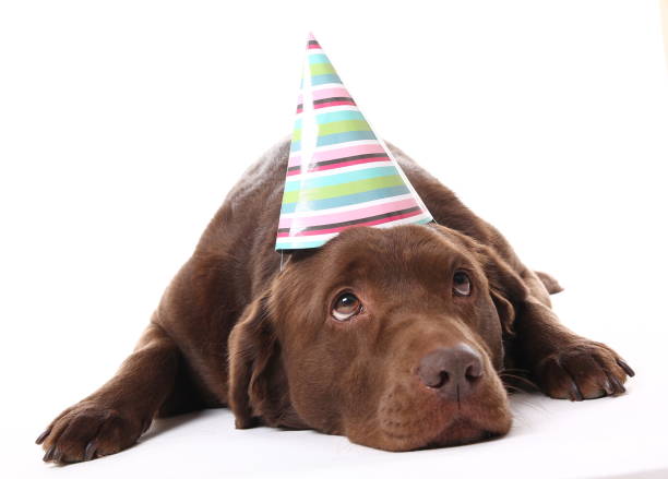 istock Beautiful portrait of a dog 1076243132