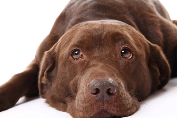 istock Beautiful portrait of a dog 1076243144
