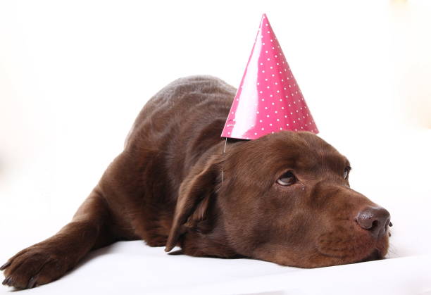 istock Beautiful portrait of a dog 1076243146
