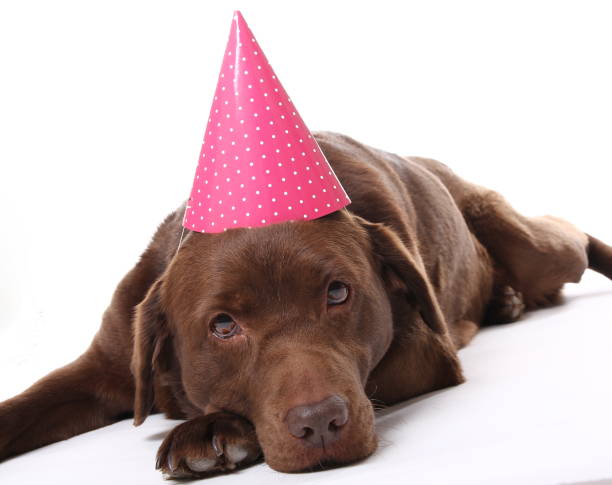 istock Beautiful portrait of a dog 1076243152