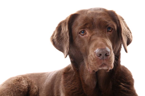 istock Beautiful portrait of a dog 1076243156