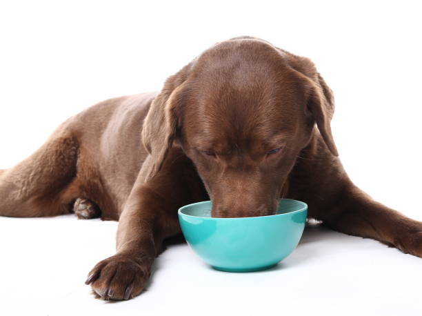 istock Beautiful portrait of a dog 1076243164