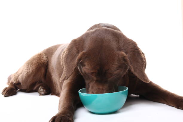 istock Beautiful portrait of a dog 1076243172