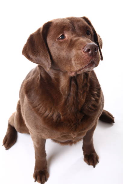 istock Beautiful portrait of a dog 1076243204