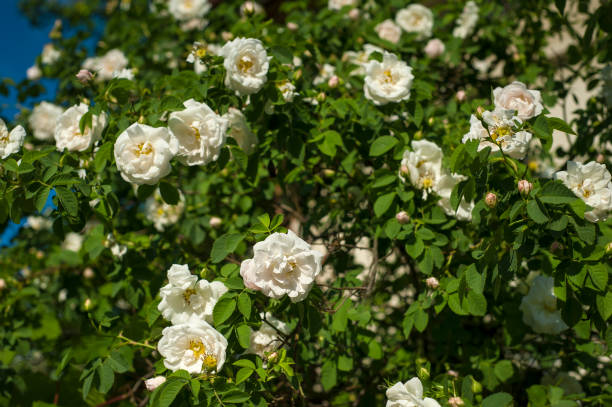 istock White roses with buds on a background of a green bush. 1076244028