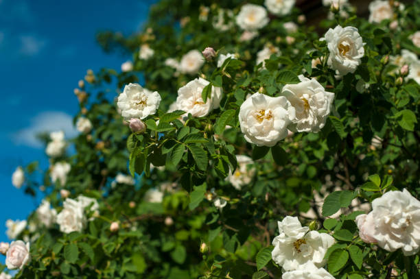 istock White roses with buds on a background of a green bush. 1076244100