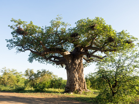 Fat Trees Types Big Tree With A Fat Trunk Stock Photo - Download Image Now - Tree Trunk ...